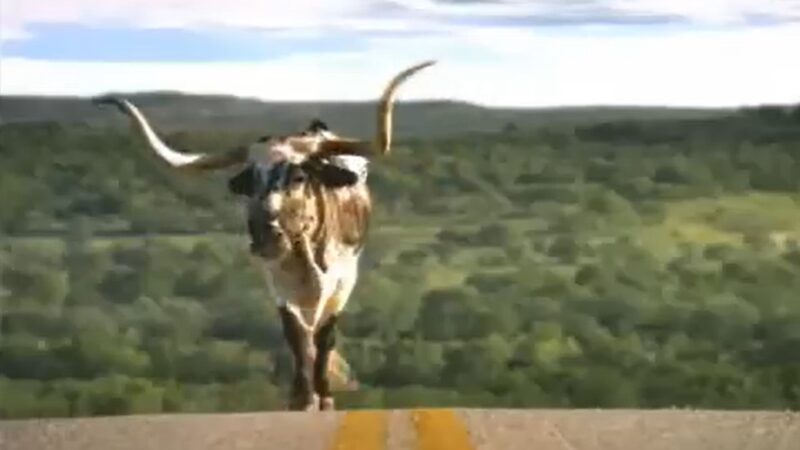 A Don't mess with Texas campaign featuring a Texas longhorn